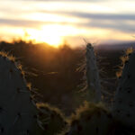 Picture of cactus spines lit up by the setting sun.