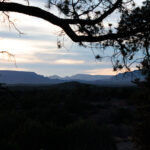 Picture of a pine tree silhouette in front of the ever expanding mountainous landscape of the Northern Arizona desert.